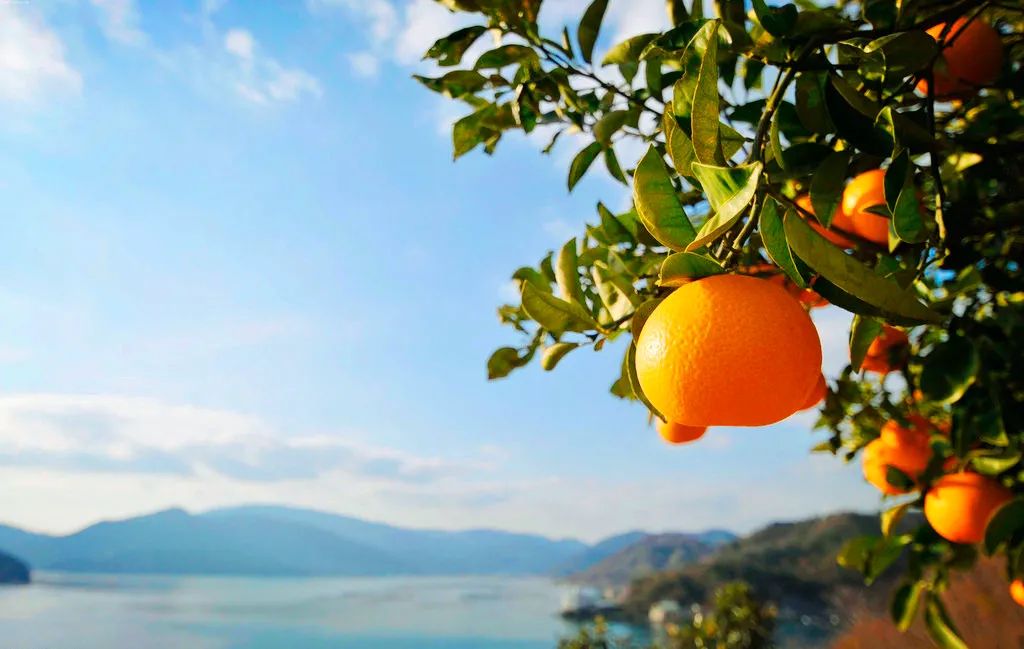 世界上有很多果凍橙，但只有一種叫做島橙